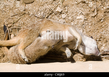 Suricata suricatta. Une femelle meerkat nourrir son petit. Banque D'Images