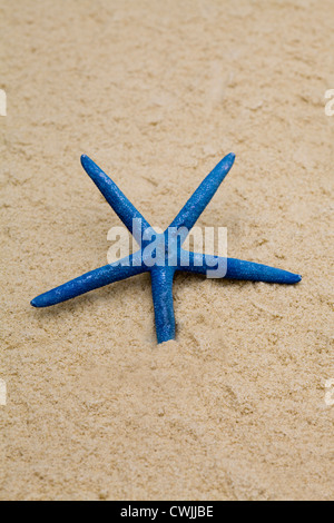 Starfish peint sur une plage Banque D'Images