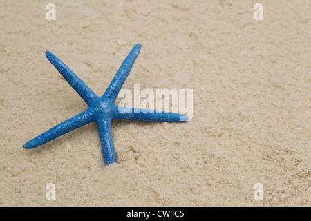 Starfish peint sur une plage Banque D'Images