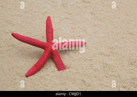 Starfish peint sur une plage Banque D'Images