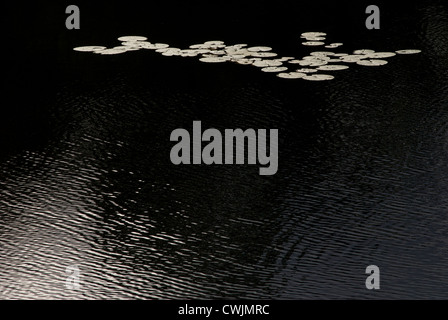 Composition abstraite de la lumière, l'ombre et lily-pads de la surface de l'eau Banque D'Images