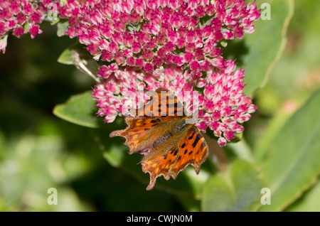 Virgule papillon sur sedum fleurs Banque D'Images