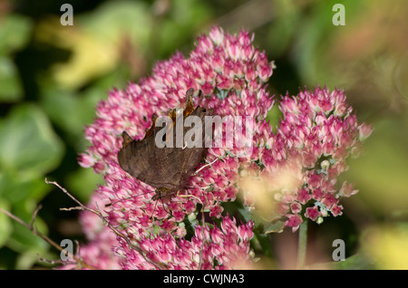 Virgule papillon sur sedum fleurs Banque D'Images