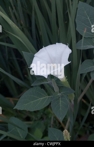 La trompette des anges - Burgmanisa fleur blanche dans l'heure d'été Banque D'Images