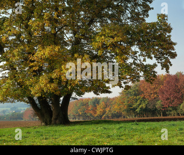 SWEET CHESTNUT TREE EN AUTOMNE VALLÉE DE LA WYE AVEC ARBRES EN COULEURS D'AUTOMNE Banque D'Images