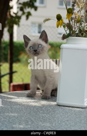 Chaton siamois male 2 mois piscine Banque D'Images