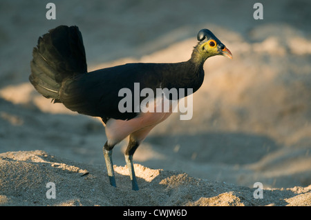 San Martino in Strada (Macrocephalon livraga) oiseau endémique de Megapode Sulawesi, Indonésie, pond ses œufs dans le sable chaud de disparition Banque D'Images