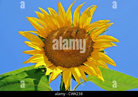 Tournesol jaune et bee contre un ciel bleu. Banque D'Images