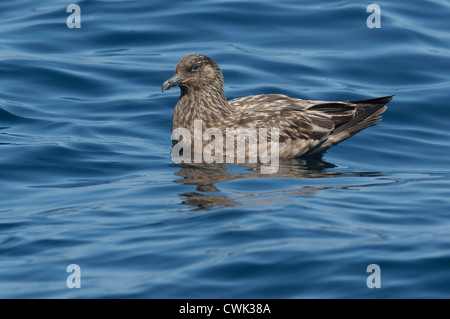 Grand labbe Stercorarius skua (bonxie ou) adulte au repos sur la surface de la mer. Îles Shetland. De juin. Banque D'Images