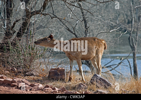 Sambar deer (Cervus unicolor / Rusa unicolor) femmes au parc national de Ranthambore, Sawai Madhopur, Rajasthan, Inde Banque D'Images