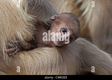 Gray langur Hanuman langur / animaux singe (Semnopithecus) holding baby, le parc national de Ranthambore, Sawai Madhopur, Rajasthan, Inde Banque D'Images