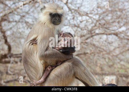 Gray langur Hanuman langur / animaux singe (Semnopithecus) avec bébé, le parc national de Ranthambore, Sawai Madhopur, Rajasthan, Inde Banque D'Images