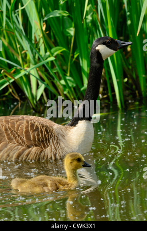 Bernache du Canada (Branta canadensis) natation avec gosling au printemps, Belgique Banque D'Images