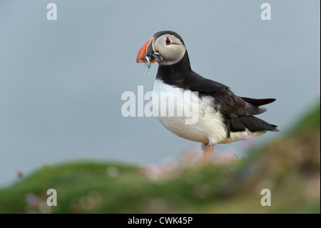 Macareux moine (Fratercula arctica) été adulte transportant lançon dans le projet de loi. Fair Isle, Shetland. De juin. Banque D'Images