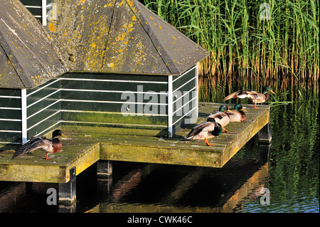 Les canards sauvages / Canards colverts (Anas platyrhynchos) à duck house dans les fossés Banque D'Images