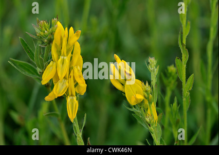 Dyer's Broom / Dyer's Greenweed / Dyer's Whin / Furze (Genista tinctoria) en fleurs Banque D'Images