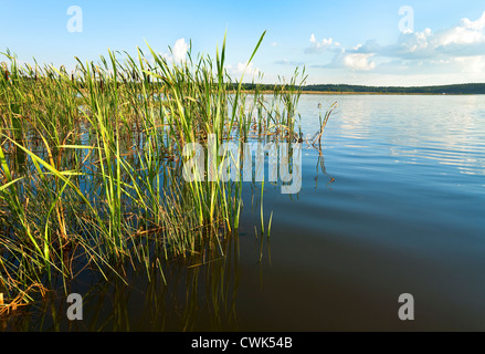 Rushy d'été avec vue sur le lac et petit village sur l'autre rive Banque D'Images
