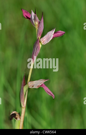 Langue maternelle Langue maternelle / orchidée Serapias lingua Serapias (en fleurs) Banque D'Images