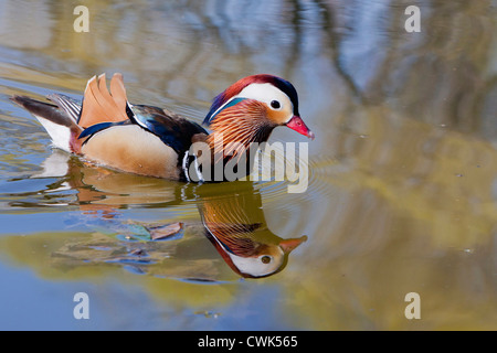 Beijing Chine, homme canard mandarin natation dans l'étang Banque D'Images