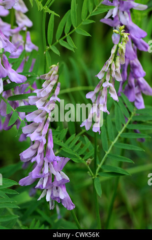 Vesce jargeau / vache / vesce vesce d'oiseaux (Vicia cracca) en fleurs Banque D'Images