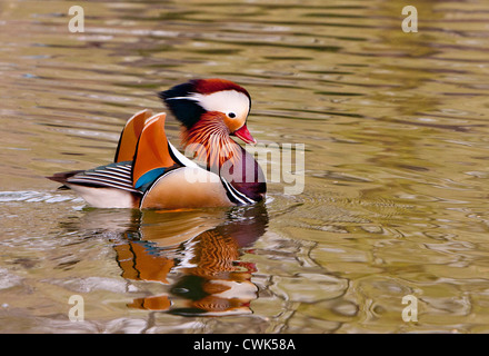 Beijing, Chine, homme canard mandarin nager dans l'étang Banque D'Images