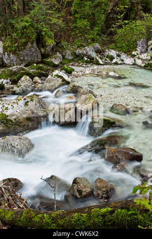 Dans le ruisseau, zauberwald ramsau / Berchtesgaden, Allemagne, Europe Banque D'Images