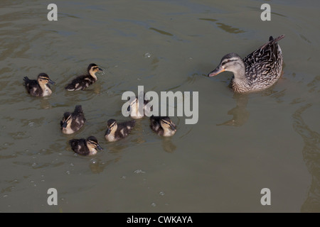 Mère et canetons dans canal à Fenny Compton, Canal d'Oxford, Angleterre Banque D'Images