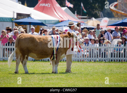 Montrant des bovins adultes unique vache montrer nouveau forest country show, UK Banque D'Images