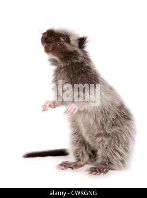 Le nord de Luzon nuage géant Phloeomys Rat pallidus juvenille unique dans un studio UK Banque D'Images