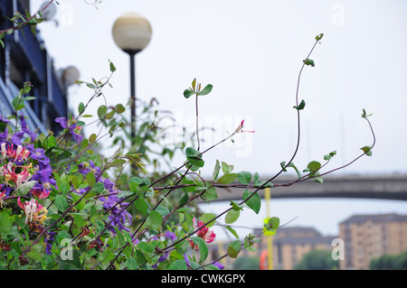 Fleurs dans la ville. Banque D'Images