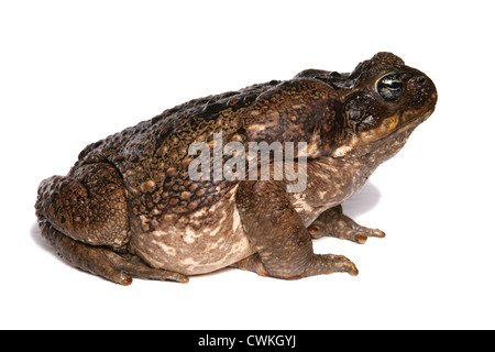 Crapaud marin géant adulte seul dans un studio UK Banque D'Images