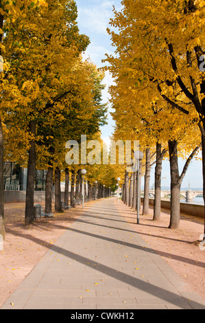 Sentier bordé d'arbres le long de la rivière de l'Elbe à Dresde, Allemagne. Banque D'Images