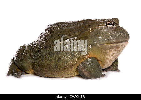 Giant African bullfrog Pyxicephalus adspersus adulte seul dans un studio UK Banque D'Images