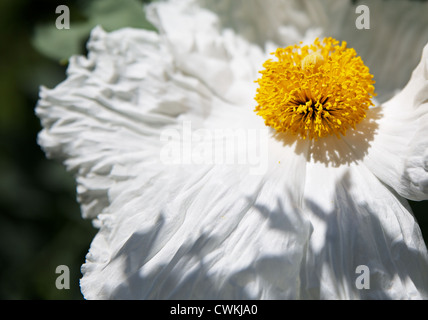 DOF peu profondes de centre d'Or et blanches Romneya coulteri, ISBN 2-07-059113-1 Coquelicot, fleur ou Fried-Egg Banque D'Images