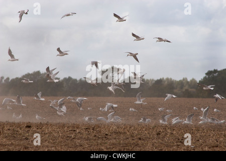 Tracteur champ labour oiseaux (Sussex, Angleterre) Banque D'Images