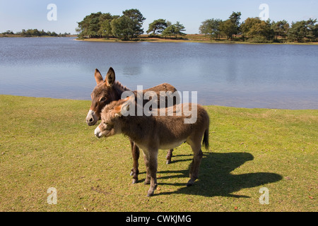 Paire d'ânes New Forest, Hampshire, Angleterre Banque D'Images