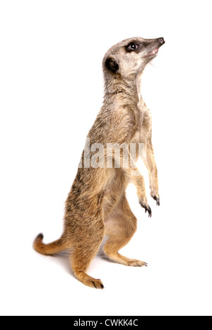 Meerkat Suricata suricatta adulte seul debout dans un studio UK Banque D'Images