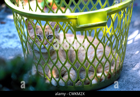 Un enroulées et domestiqué chat de maison regarde à travers les trous dans un panier à linge en plastique vert laissé à l'extérieur comme un refuge pour l'animal.. Banque D'Images