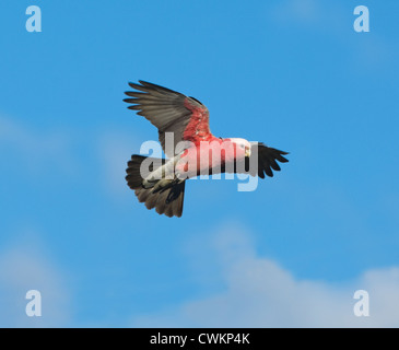 , Cacatoès rosalbin Cacatua roseicapilla, New South Wales, Australie Banque D'Images