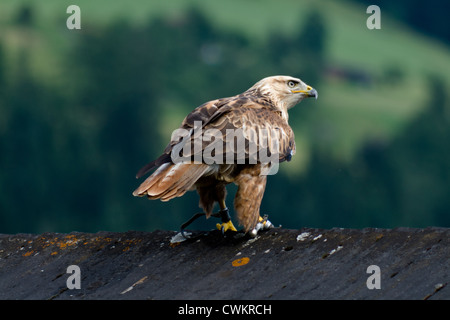 Un aigle royal se trouve sur un toit à la forteresse, Hohenwerfen formés par la fauconnerie pour la chasse, l'Autriche. Banque D'Images