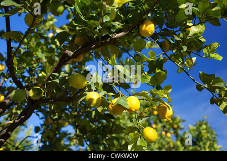 citronnier Banque D'Images