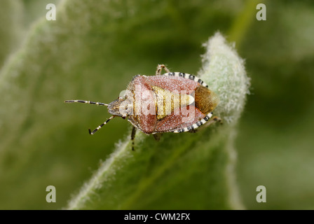 Piezodorus liturtus, Gorse Shield Bug, Pays de Galles, Royaume-Uni. . Banque D'Images