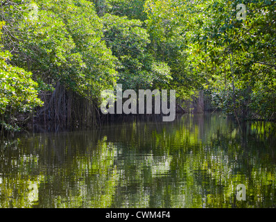 La Jamaïque. Sur la rivière Noire Banque D'Images
