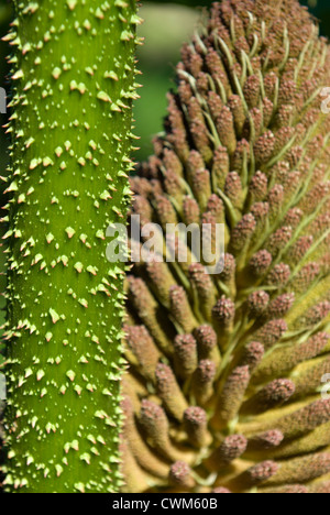 Gros plan d'une fleur et tige Gunnera manicata Banque D'Images