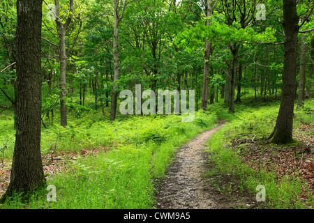 Chemin dans la forêt de Wyre, Worcestershire / Shropshire, Angleterre, Europe Banque D'Images