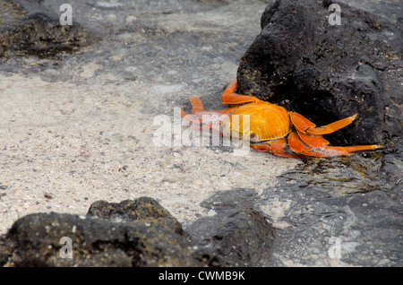 L'Equateur, Galapagos, Sombrero Chino. Sally Lightfoot crab (colorés indigènes sauvages : Grapsus grapsus) sur la pierre de lave couverts beach. Banque D'Images