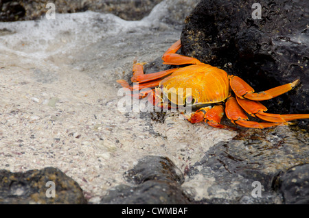 L'Equateur, Galapagos, Sombrero Chino. Sally Lightfoot crab (colorés indigènes sauvages : Grapsus grapsus) sur la pierre de lave couverts beach. Banque D'Images