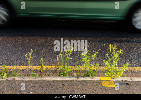 Les mauvaises herbes. Bordure avec de plus en plus de mauvaises herbes sur une route principale avec une voiture de passage, England, UK Banque D'Images