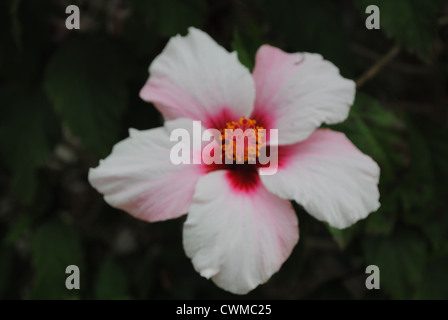 Photo d'une fleur prise dans un jardin tropical Banque D'Images