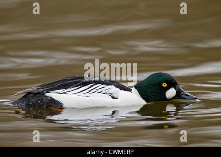 Le garrot à œil d'or (Bucephala clangula) masculin natation sur le lac, Allemagne Banque D'Images